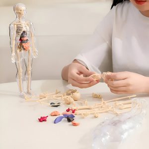 Žmogaus anatomijos modelis - 16 išimamų organų ir kaulų | FLESHTOPIA