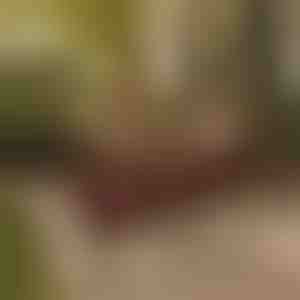 Tikroviškas augalas patalpoms ir laukui | ARTIPLANT